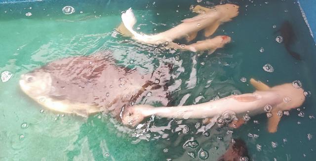 8ft fiber tank with fish - photo 4 of 6