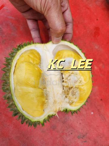 Old Special Durian Farm For Sale (Beruas King) @ Beruas,Perak 1