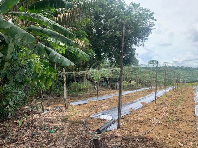 Land 8.5 Acres freehold / 15 minute from mainroad / Kulai Johor 2