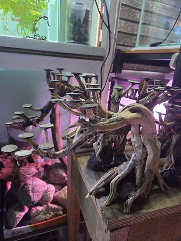 Carousel Image