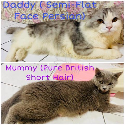 BSH Mix Persian Kitten to Rehome - photo 5 of 5