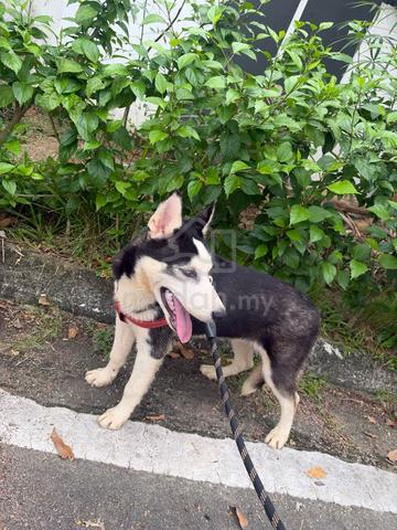 Husky puppy - photo 4 of 5