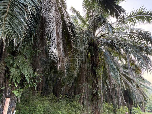 TANAH LOT PERTANIAN UNTUK DIJUAL - Kg. Sulir Jabi Segamat 1