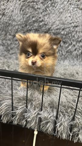 Red Merle Male Pomeranian Puppy - photo 4 of 6