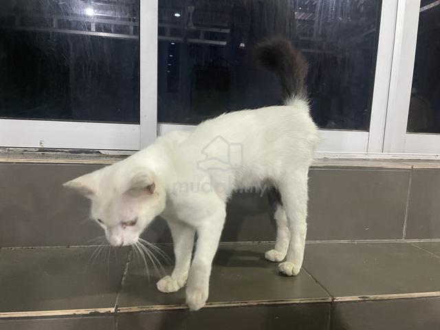 kucing parsi - photo 2 of 5