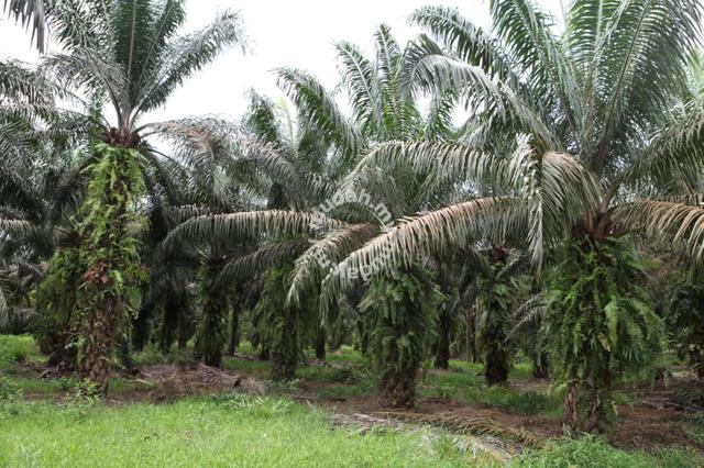 Gurun Agricultural Oil Plam Land Free Hold For Sale 1
