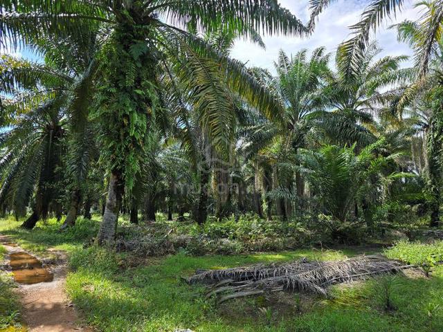 Jenjarom Residential Land 8 Acres Mature Area Freehold! Non Bumi! 1