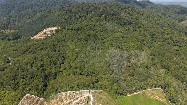 15.83 Acres Freehold Land Seberang Jelai Padang Tengku Kuala Lipis 1