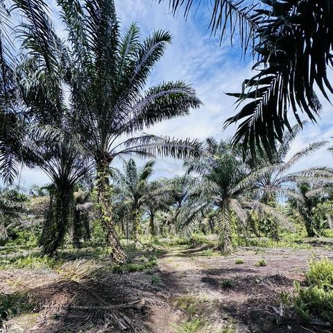 Tanah Pertanian Pontian Parit Sapran 6.18 Ekar 1
