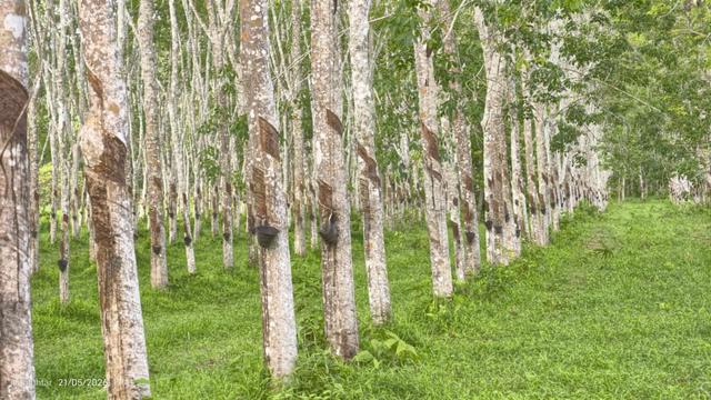 Tanah Kebun Getah padang siding, perlis 1