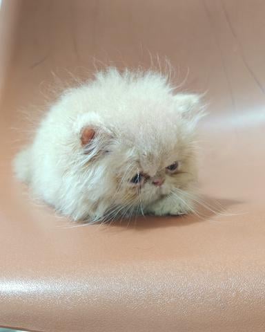 Carousel Image