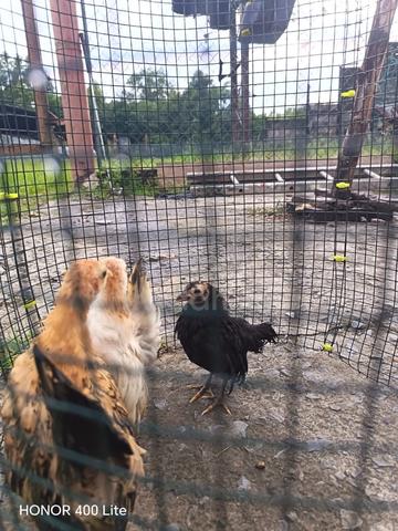 anak ayam serama betina - photo 2 of 4