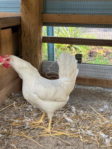 Carousel Image