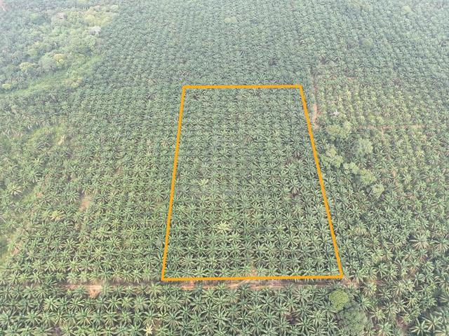 FREEHOLD INTERNATIONAL OIL PALM 6 ac at Sungai Raya, Pengerang 1