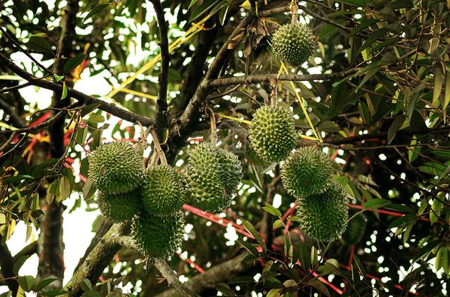 Durian Plantations Land, Manchis, Karak Bentong, Pahang 4