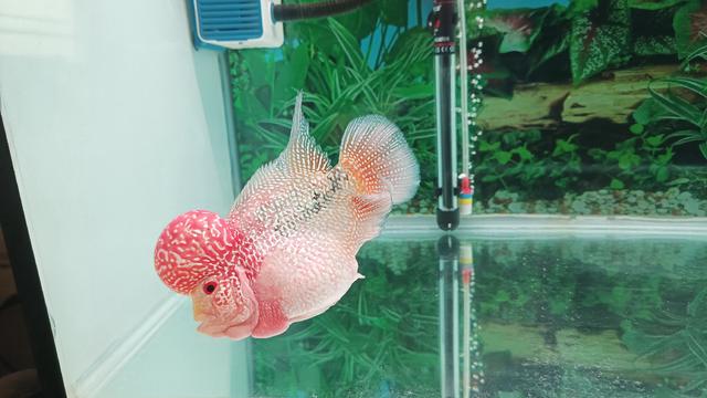 flowerhorn kamfa 2 tone - photo 3 of 6