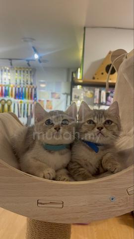 British Shorthair - photo 2 of 6