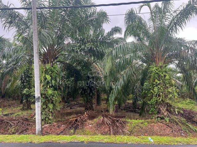 UNTUK DIJUAL: Tanah Pertanian, Kelanang, Banting 1