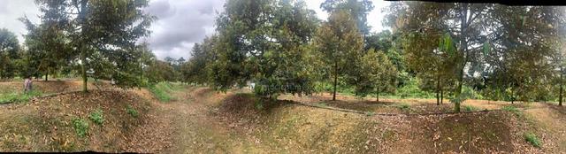 Freehold Durian Orchard For Sale At Raub,Pahang 1