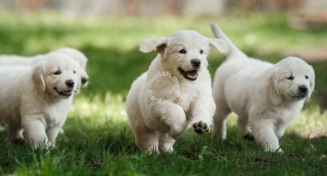 Golden retriever big outlet bone