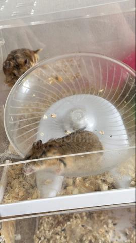 Carousel Image