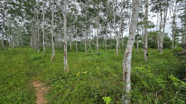 tanah kebun getah premium area hosba Kedah 1