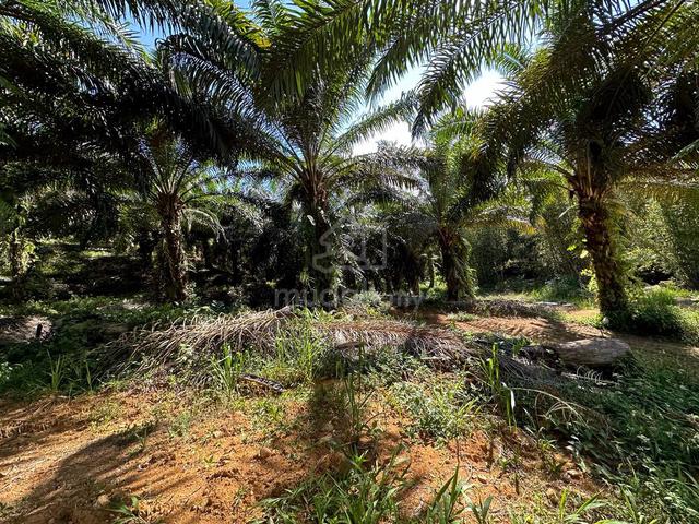 Tanah kebun untuk dijual 1