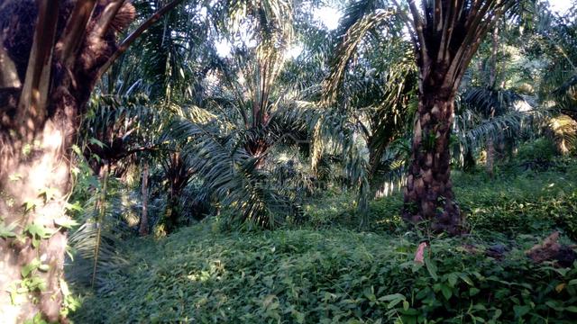 Kebun Sawit 7 tahun di Slim River untuk sewa pajak murah 1