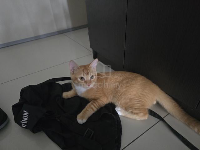 4-month-old kitten for rehome - photo 3 of 5