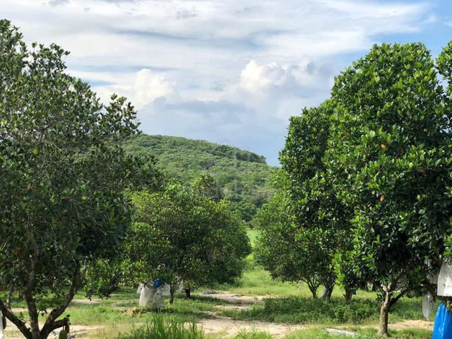 Jackfruit & Banana farm Kg. Teris Lanchang, Semantan Temerloh Pahang 1