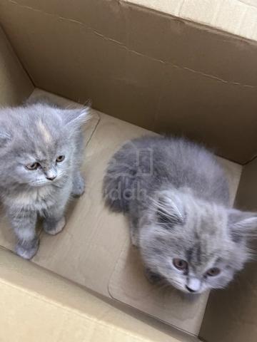 BSH Female - photo 2 of 3