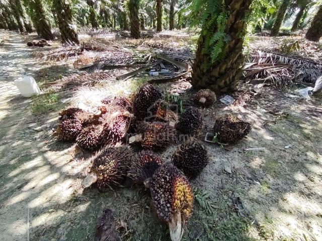 Inas kulai 16 acres oil palm land 10 years tree good income. 1