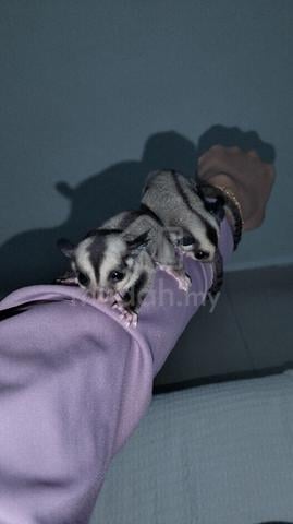 Carousel Image
