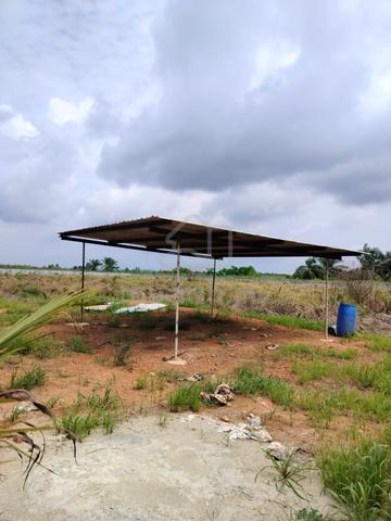 2 acres Pandan Coconut Farm with Fencing Leasehold Kota Tinggi 1