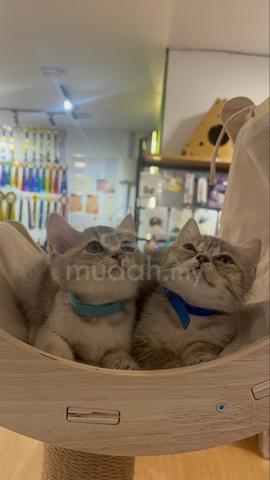 British Shorthair - photo 6 of 6