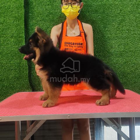 XL GSD German shepherd  - photo 4 of 4