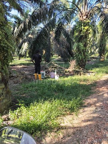 Freehold 22 acres Oil Palm Land at Semanggol, Perak 1