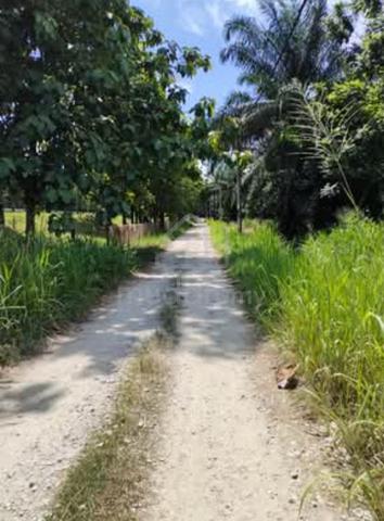 5 acres +- Agricutural Land@ Nibong Tebal Near to parit buntar (Freeho 1