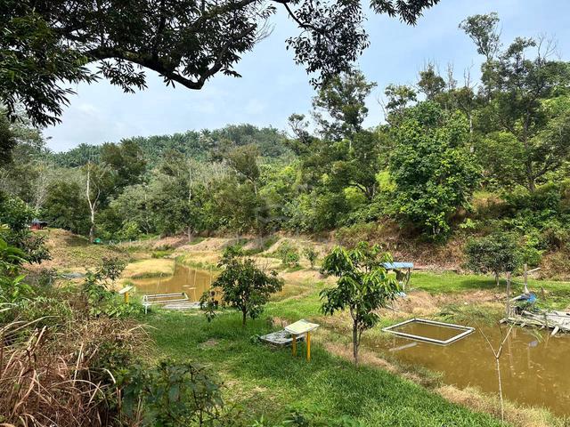 Glamping camp dan kebun durian jalan ampang pecah kuala kubu 1