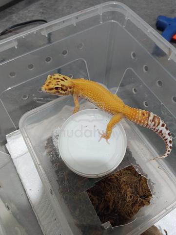 0.1 Leopard Gecko - photo 2 of 4