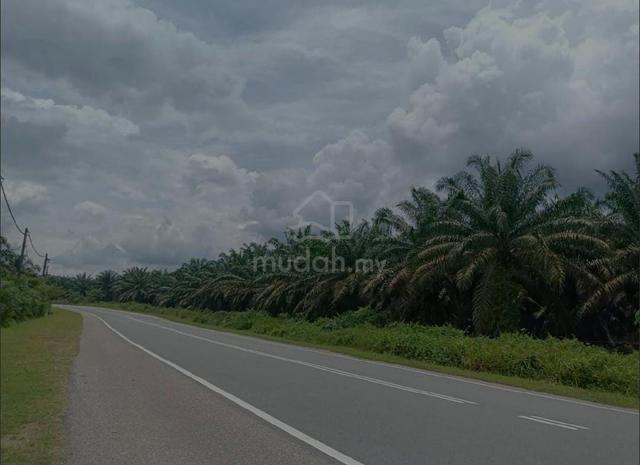 179 Ekar Kelapa Sawit Jamaluang Mersing Johor 1