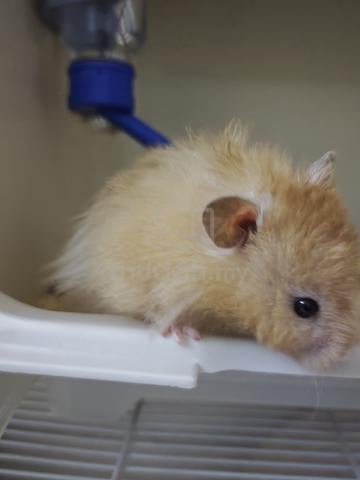 big bon poly hamster  - photo 5 of 6