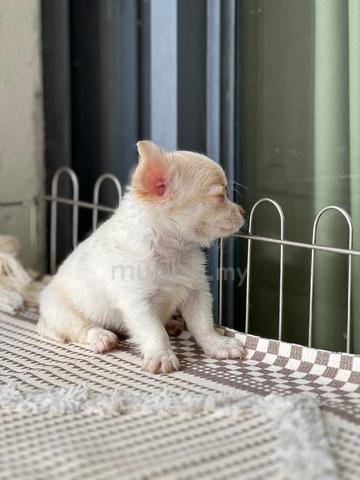 purebreed chihuahua puppy available  - photo 2 of 5