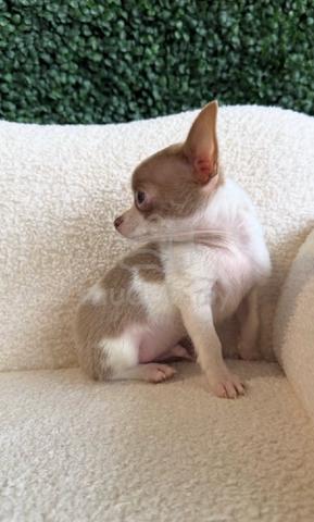 Chihuahua ~10 - photo 3 of 3
