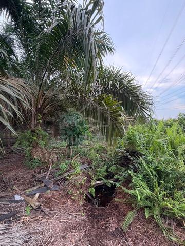 Tanah 6 ekar kg seri bunian mukim rimba terjun 1