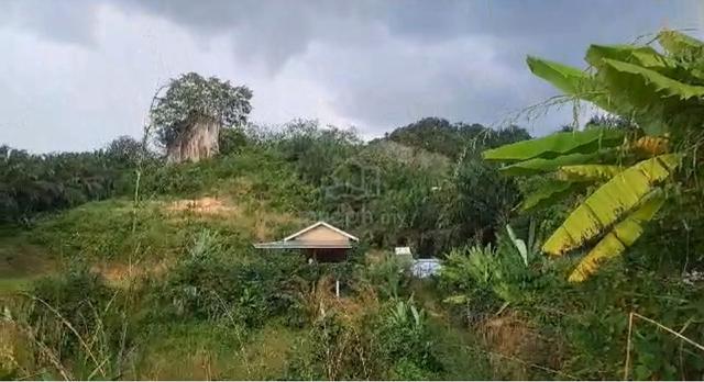 Tanah Pertanian Untuk Disewa 1