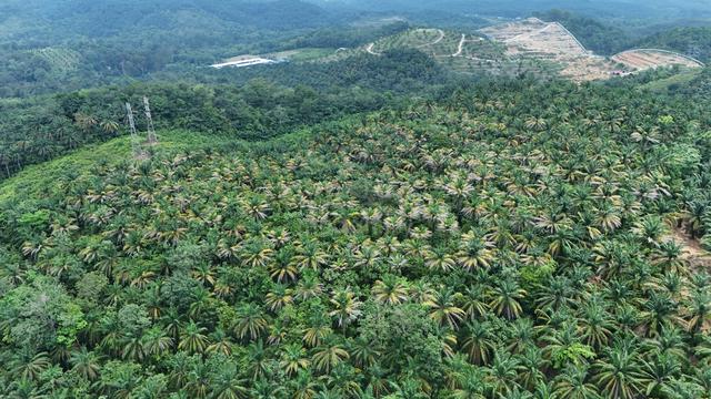 Freehold Big agricultural land for sale selangor @ kuala kubu bharu 1