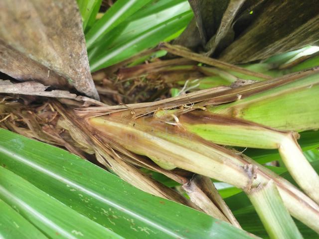 Napier pandan - photo 4 of 4