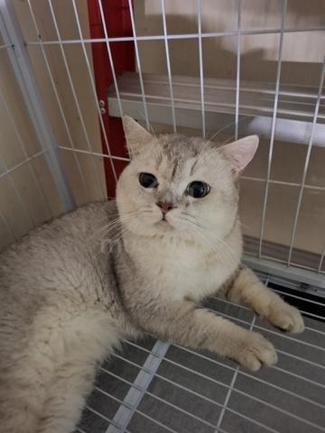 Silver Point BSH - photo 3 of 6