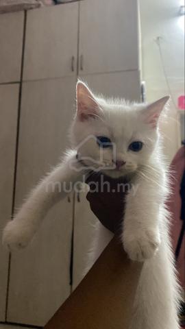 bsh mix - photo 3 of 3